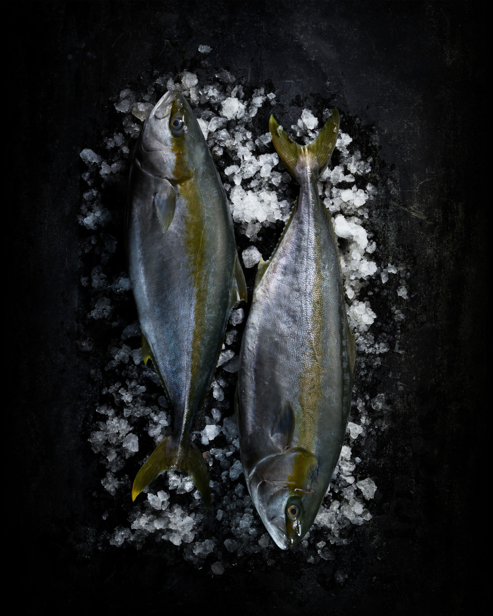 Yellowtail Kingfish