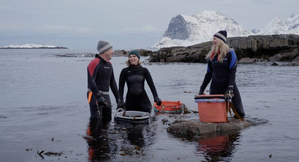 Arne Hjeltnes blir med Frida Ronge for å høste tang og tare sammen med Angelita i Lofoten.