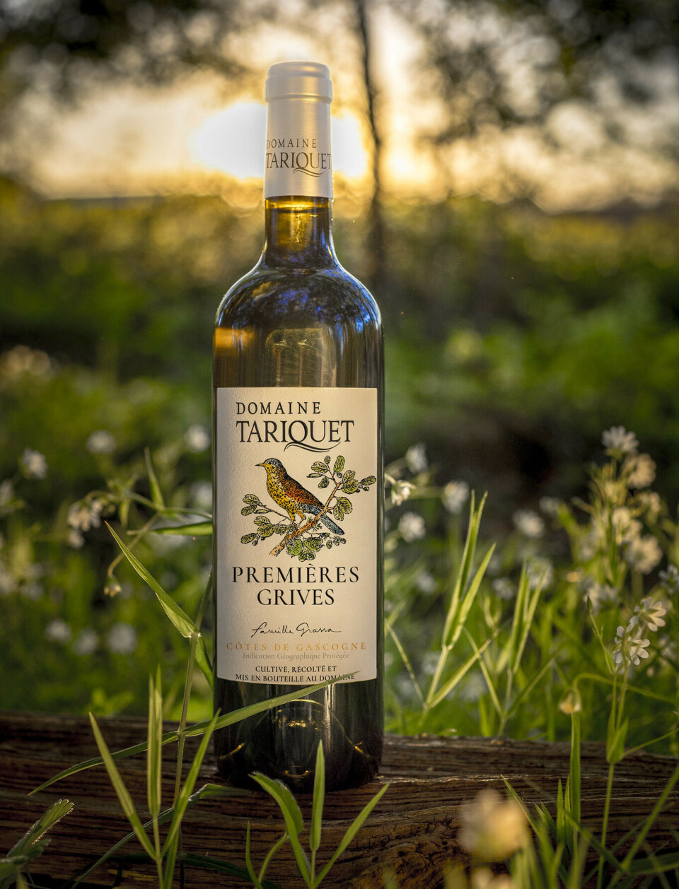 Domaine Tariquet bytter fra Autentico til Mostue Grape.