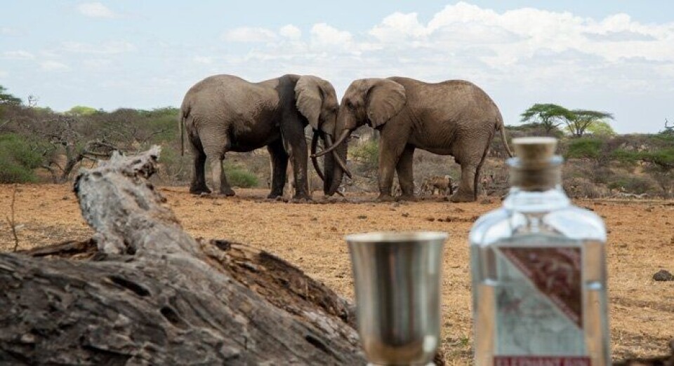Ny gin med smak av Afrika