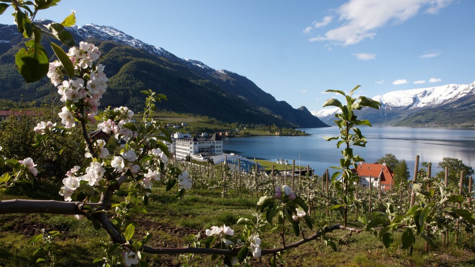 VAKKERT: – Hardanger er jo på sitt vakreste nå og vi skulle gjerne delt det med gjestene, sier Barbara Zanoni Utne. VAKKERT: – Hardanger er jo på sitt vakreste nå og vi skulle gjerne delt det med gjestene, sier Barbara Zanoni Utne.
