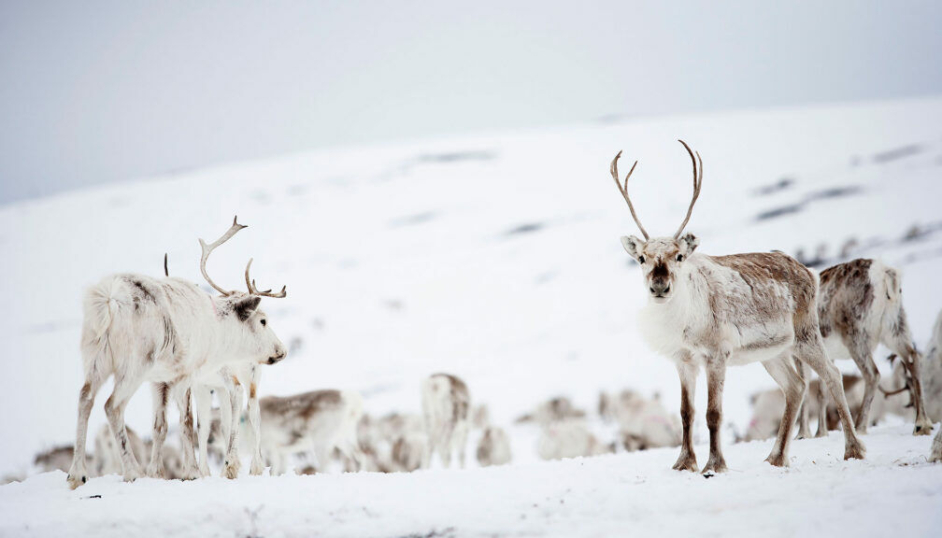 Den store satsingen på reinkjøtt vil besøkende på UMAMI ARENA legge merke til.