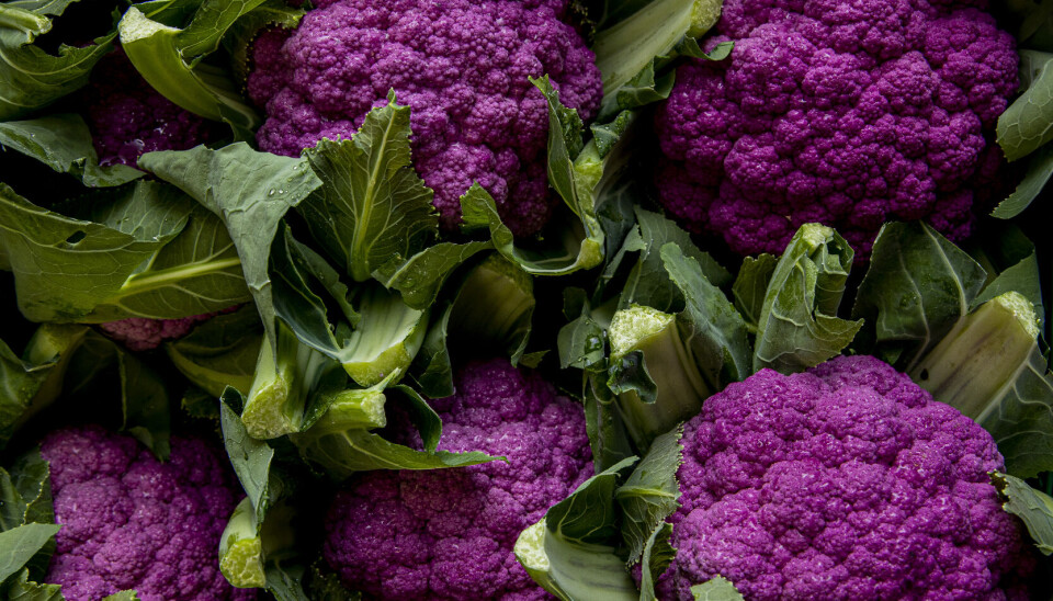 LOKALT OG GODT: Lilla blomkål fra Gilhus Gård.